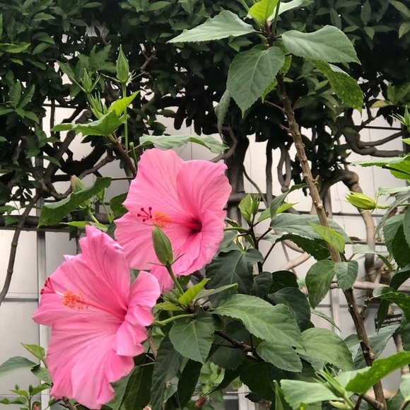 Meet your Posher, Lisa - Picture 1 of 1